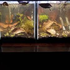 Dueling Betta Tanks A Bit Cloudy But Soon You Won T Be Able To See Through The Tannins Betta Tank Fish Plants Betta