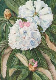 234 Foliage And Flowers Of The Indian Rhododendron Grande Marianne North Kew Gardens Botanical Pr Botanical Drawings Botanical Art Botanical Illustration