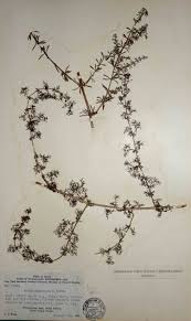 Image result for Galium scabrellum