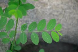 Image result for Phyllanthaceae