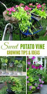 Once rooted, it can then be planted in a moist soil, in a container with good drainage. Creative Sweet Potato Vine Growing Tips And Ideas Empress Of Dirt