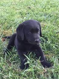 Labrador Retriever Puppy For Sale In Lebanon Or Adn 57286 On Puppyfinder Com Gender Labrador Retriever Labrador Retriever Puppies Labrador Puppies For Sale