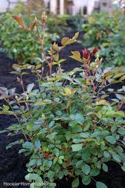 How to make a small rose garden. How To Design A Small Rose Garden Hoosier Homemade