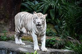 Maybe you would like to learn more about one of these? Harimau Putih Sakit Tenat Dimatikan Di Zoo Singapura Utusan Borneo Online
