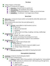 Oversized Brain Diagram Includes Student Notes Bonus Review Chart