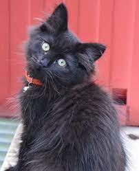 They use to age age: Siberian Cat Colors Ultimate Guide I The Discerning Cat