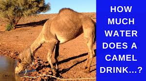 For full, free access once deleted, you and your students will no longer be able to access the class, its assignments or the assignment results. How Much Water Does A Camel Drink Camel Q A Camel Connection