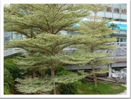 Image result for Terminalia neotaliala