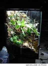 Home Diy Style Me Pretty Living A Field Guide To Living An Inspired Life Tropical Terrariums Terrarium Hanging Garden