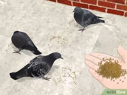 How to keep pigeons away from my balcony. 4 Easy Ways To Keep Birds Away Wikihow