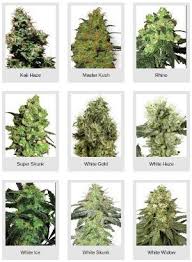As a result, sensi seed bank's prices are a little expensive. Sensi Seeds Picture Catalogue Get The Right Strain To Grow At A Glance