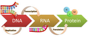 What are the functions of each? Topic 2 7 Dna Replication Transcription And Translation Amazing World Of Science With Mr Green