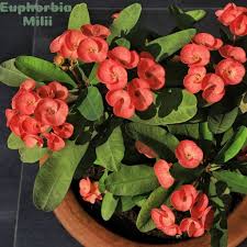 Maybe you would like to learn more about one of these? Tanaman Hias Eforbia Bunga Oranye Euphorbia Milii Crown Orange Shopee Indonesia