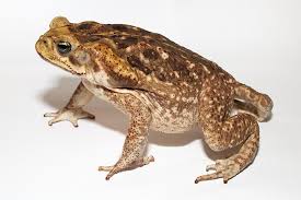 Camouflage is another survival technique. Here S Why You Should Never Kiss A Toad At The Smithsonian Smithsonian Magazine