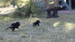Search, discover and share your favorite tasmanian devil gifs. Best Tasmanian Devil Gifs Primo Gif Latest Animated Gifs