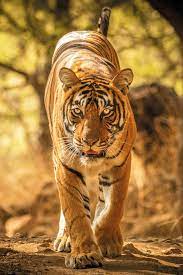 Tigers Of India The Tale Of The Tiger With Jules Verne Combine The Golden Triangle With India S Natural Wonders At Rant Escorted Tours India National Parks
