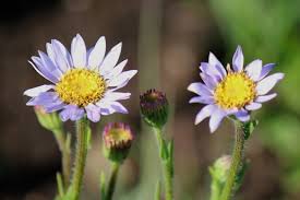 Image result for Mohria vestita