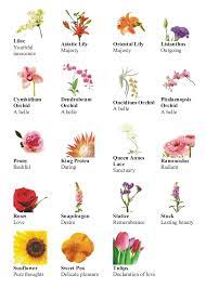 Different Types Of Flowers Different Types Of Flowers Flower Meanings Types Of Flowers