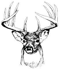 Having the deer coloring pages is one of the great ways that you can do to develop their ability in coloring a picture. Coloring Pages Of Deer Bucks Novocom Top