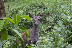 Landscaping will stand up to deer better over time if you develop an overall hollies can tolerate some shade, but plant them in full sun for the best berry production. Deer Resistant Shrubs For Zone 7 Choosing Shrubs That Deter Deer
