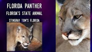 Florida sarc trains volunteers, municipal employees, and pet wellbeing organizations how to our team also participates in state drills and events to practice and improve our collaboration and response. The Florida Panther Florida State Symbols Part 7 A Take 5 For Florida History 08 Youtube
