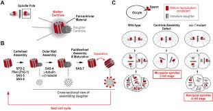 Check spelling or type a new query. Cell Division How Centrioles Acquire The Ability To Reproduce Elife