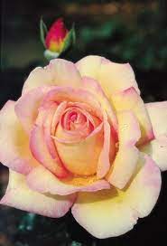 Star Roses Plants Hybrid Tea Roses Peace Rose Tea Roses