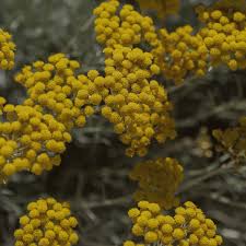 Image result for Helichrysum acutatum