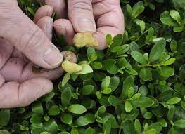 Column Paul Schnare How To Treat Azalea Leaf Gall 5 26 13 Southeast Missourian Newspaper Cape Girardeau Mo