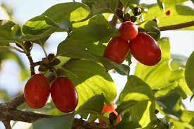 Maybe you would like to learn more about one of these? Types Of Red Berries That Grow On Trees Or Shrubs Identification Guide