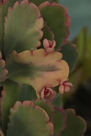 Kalanchoe Fedtschenkoi Lavender Scallops Aurora Borealis Cacti And Succulents Blooming Succulents Planting Succulents