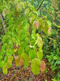 Image result for Maprounea