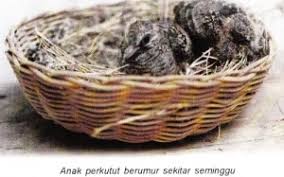 Perkutut Om Kicau