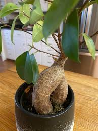 Image result for Fuirena microcarpa