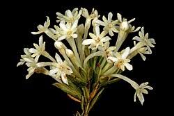 Image result for Gnidia