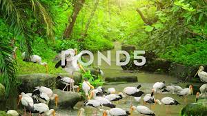 Storks Feeding Near River In Tropical Rainforest Wildlife Animals Nature Video Stock Footage Tropical Rainforest River Storks Nature Gif Tropical Stork