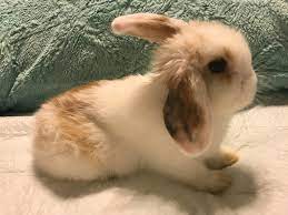 Holland Lop Babies For Sale Posts Facebook