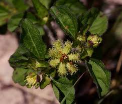 Image result for Acanthospermum