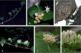 Image result for Empogona sp. A