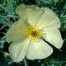 Image result for Argemone ochroleuca