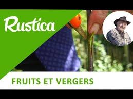 Greffer Un Pecher En Ecusson