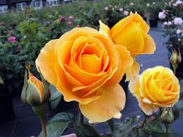 Candlelight Edelrose Gartencenter Bartels 19 95 Rosen Kordes Rosen Rosen Tantau