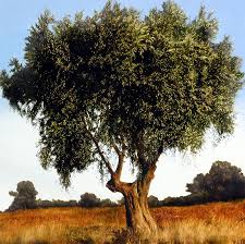 Olive Tree By Thomas Darnell Olive Tree Painting Olive Tree Watercolor Paintings For Beginners