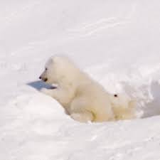 Maybe you would like to learn more about one of these? Let It Snow A Brief Distraction From 2020 Usa Today