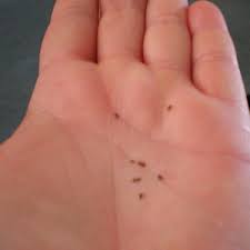 Cutting your child's nails to prevent them from scratching the bites call your pediatrician if your baby: 19 Shocking Flea Facts You Need To Know To Defeat Them Pest Hacks