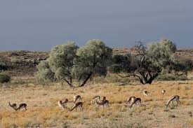 Image result for Acacia haematoxylon