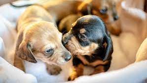 slozhnye klichki dlya sobak iz dvuh i bolee slov krasivye dvojnye i trojnye imena na raznye bukvy dlya devochek i malchikov