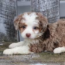 Find reputable aussiepoo breeders here. Light Chocolate Brown Aussiedoodle Doodle Puppy Puppies Brown Puppies