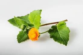 Image result for Crassocephalum