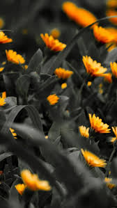 New Wallpaperformobil Black White Orange Wallpaper For Mobile Black Mobile Orange Black Background Wallpaper Orange Wallpaper Nature Iphone Wallpaper